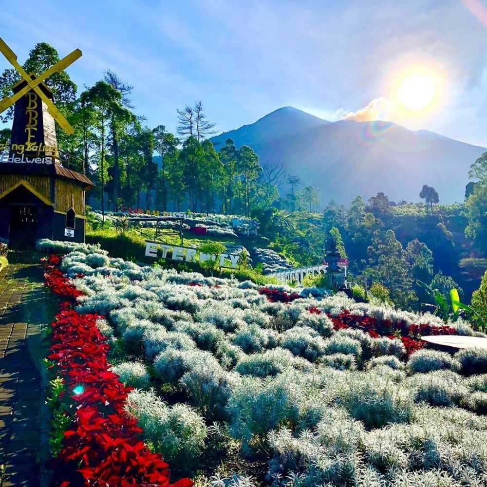 10 Tempat Terindah  untuk Melihat Bunga  Edelweiss di  Indonesia 