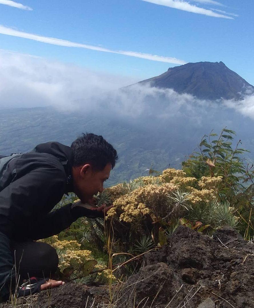 10 Tempat Terindah untuk Melihat Bunga Edelweiss di Indonesia