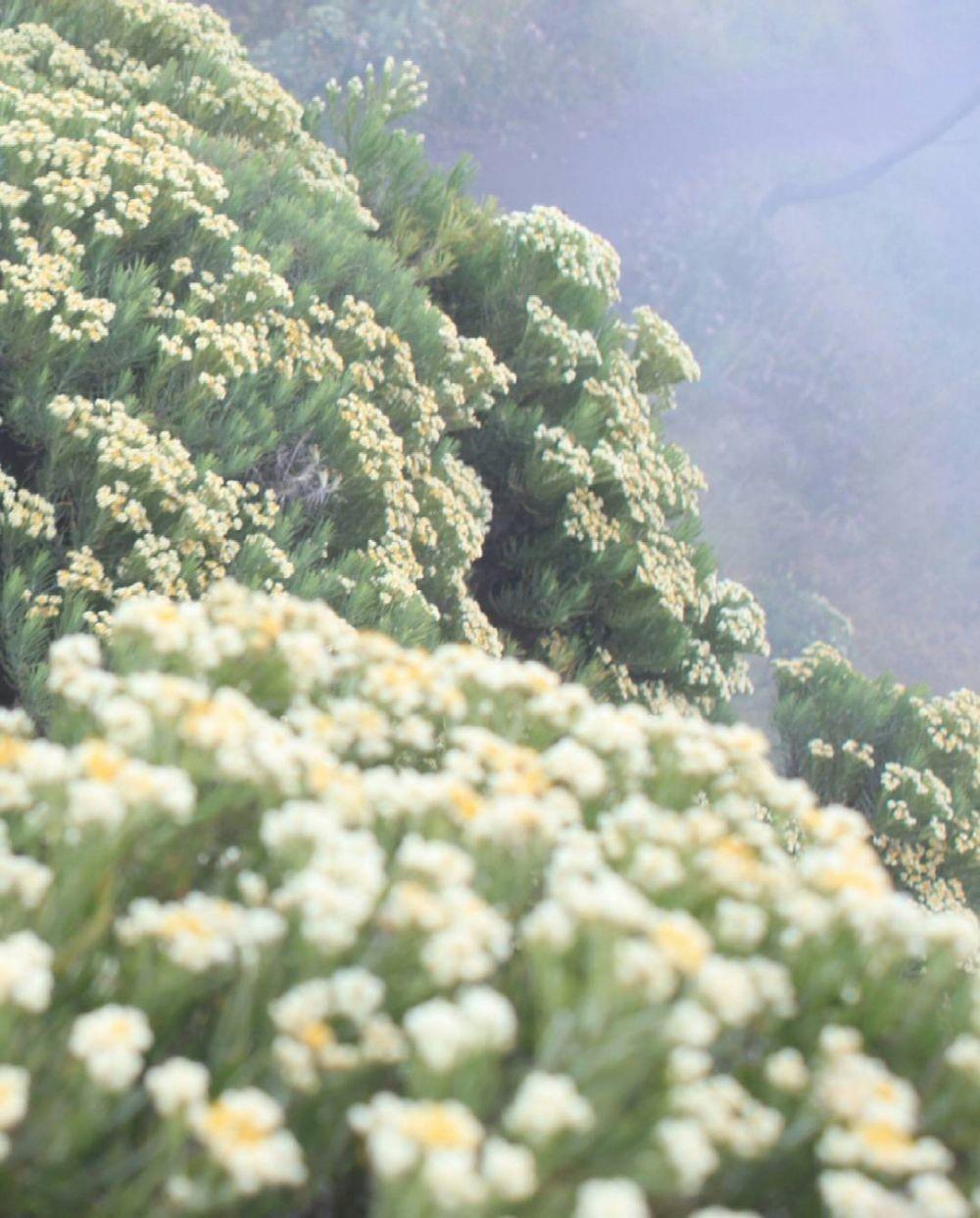 10 Tempat Terindah untuk Melihat Bunga Edelweiss di Indonesia