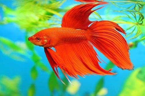 7 Cara Merawat Ikan Cupang Yang Baik Dan Benar Agar Indah