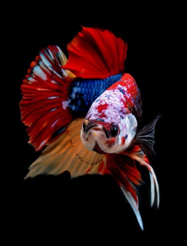 Ikan cupang warna merah putih