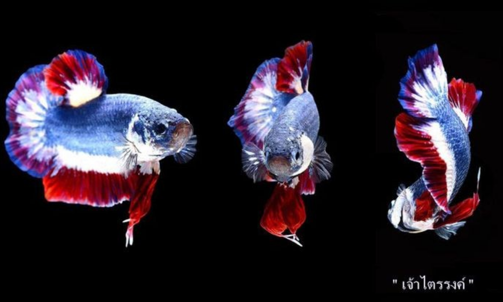 7 Jenis  Ikan  Cupang  Termahal  Cocok untuk Budidaya 