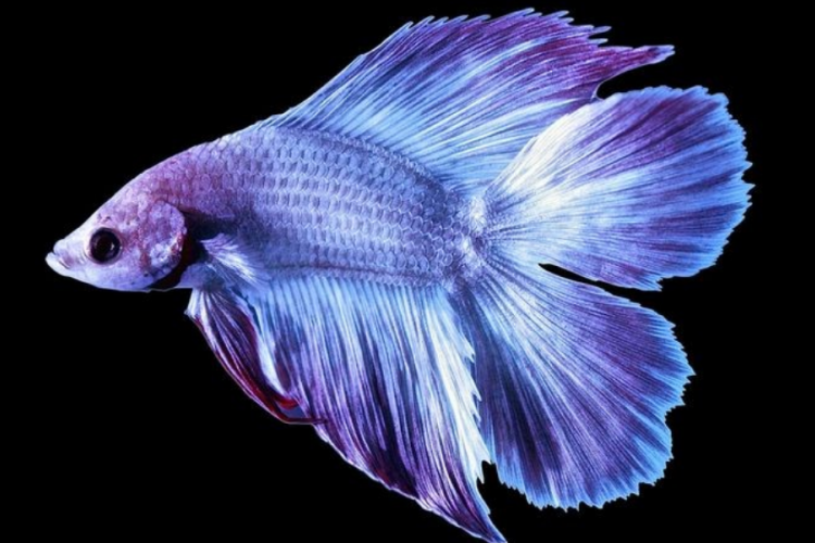 Bantu Hilangkan Stres, 10 Jenis Ikan Cupang Hias yang Super Menawan