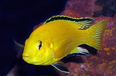 Mulai Rp2.000-an, Ini 9 Ikan Hias Tercantik Yang Harganya Murah