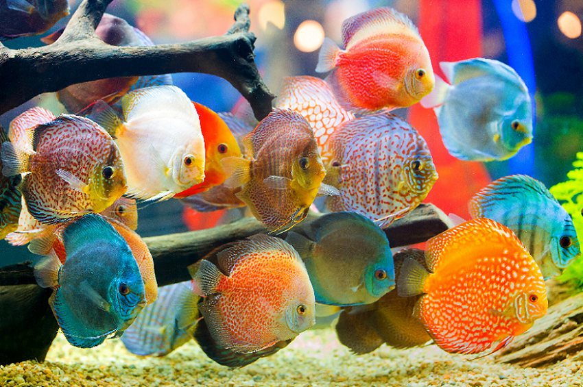 9 Jenis Ikan Hias Air Tawar Yang Cantik Untuk Akuarium