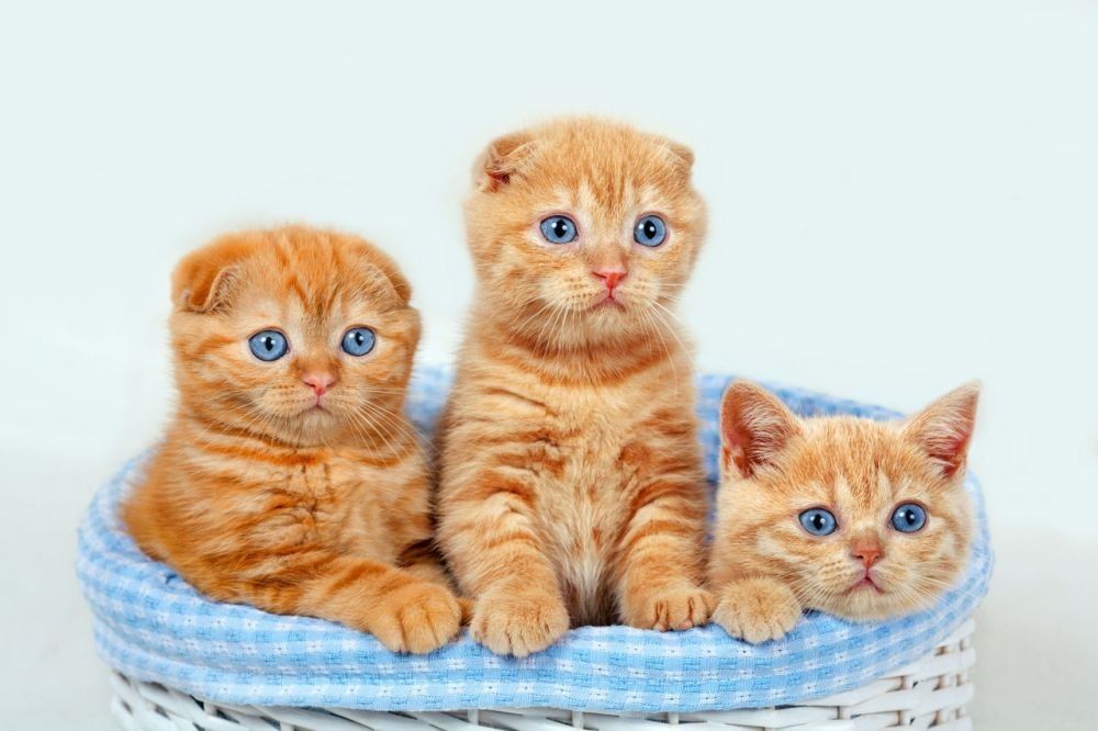 9 Fakta Ilmiah 'Kocheng Oren', Si Kucing Oranye yang Terkenal Nakal