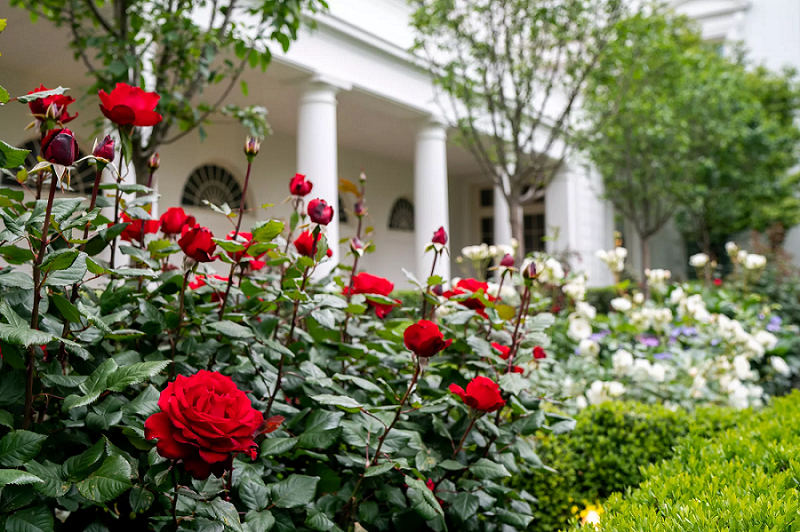 9 Macam Macam Bunga Hias  Cantik untuk Dekorasi Rumahmu 