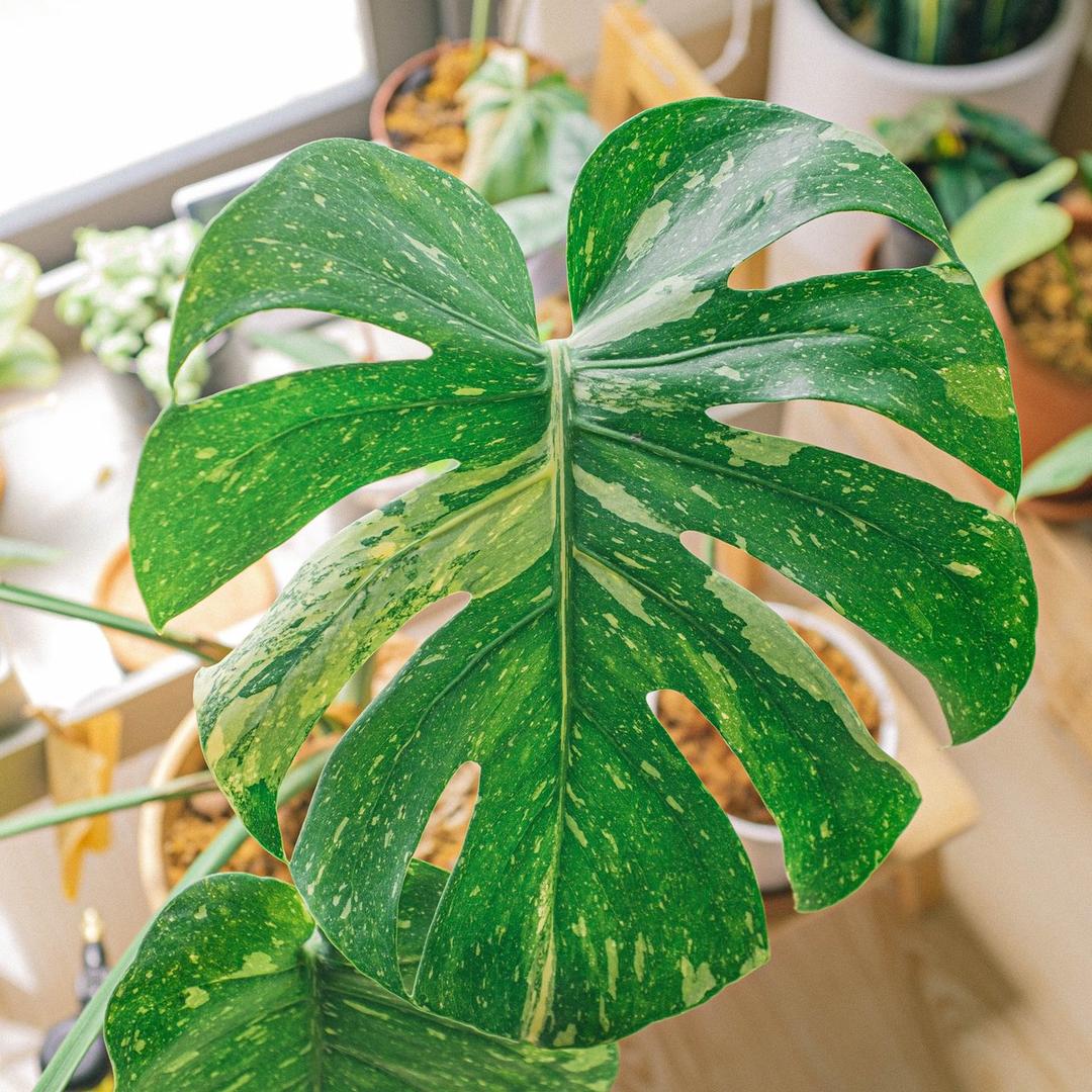 7 Jenis Tanaman Hias Monstera, Cocok Jadi Penghias Rumah!
