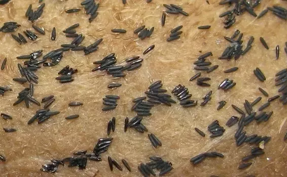 Bertelur Hingga 300 butir, Ini Fase Hidup Nyamuk dan Cara Membasminya!