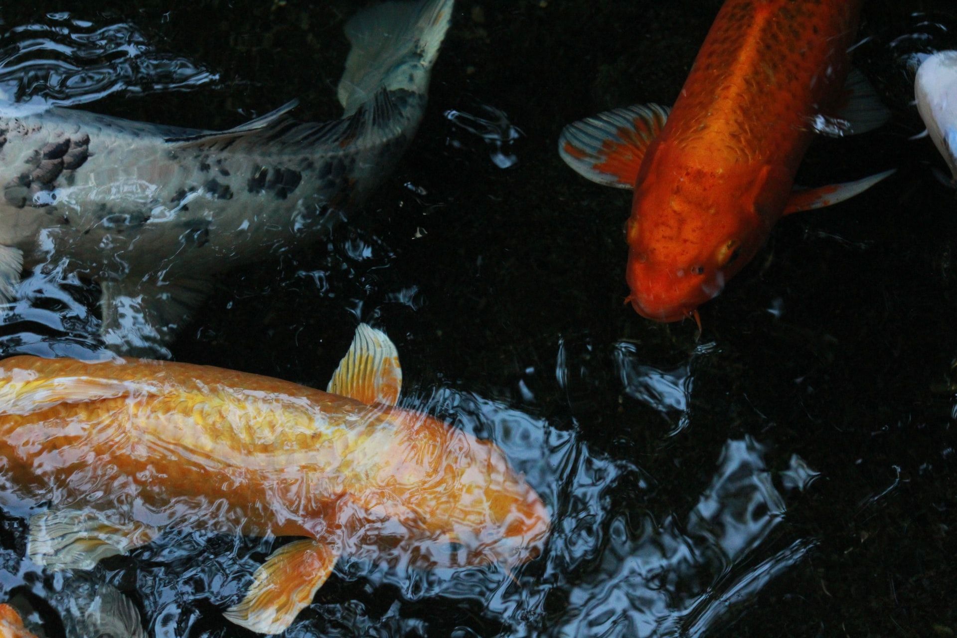 Nggak Sulit Kok, Ini 10 Cara Memelihara Ikan Koi untuk Pemula
