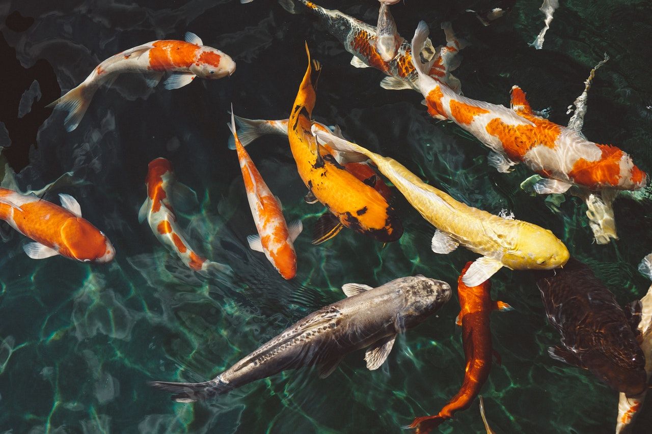 Nggak Sulit Kok, Ini 10 Cara Memelihara Ikan Koi untuk Pemula