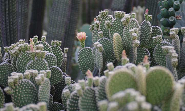 5 Jenis Tanaman Kaktus Cantik Penghias Halaman Rumahmu