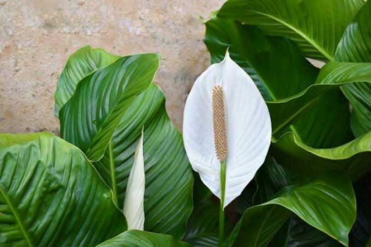 Ini dia 10 Tanaman yang Bisa Menjernihkan Udara di sekitar Rumahmu!