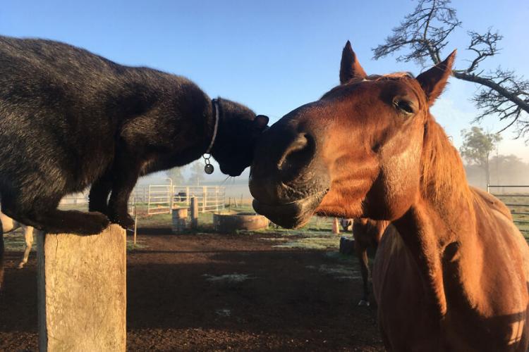 Inilah 15 Foto Kucing dan Kuda yang Menjadi Sepasang Sahabat!