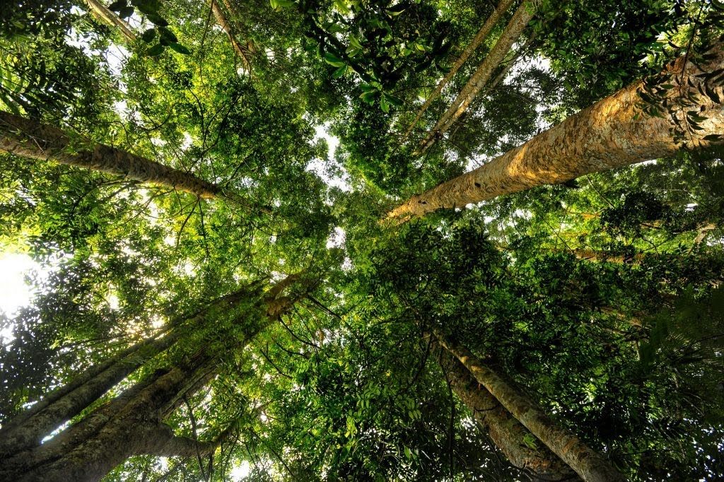 Terancam Punah, Ini 7 Tumbuhan Langka di Indonesia