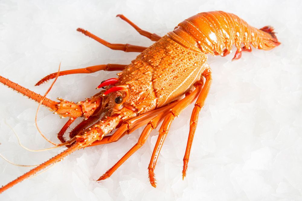 5 Tips Penting Memasak Lobster Agar Lembut dan Lezat