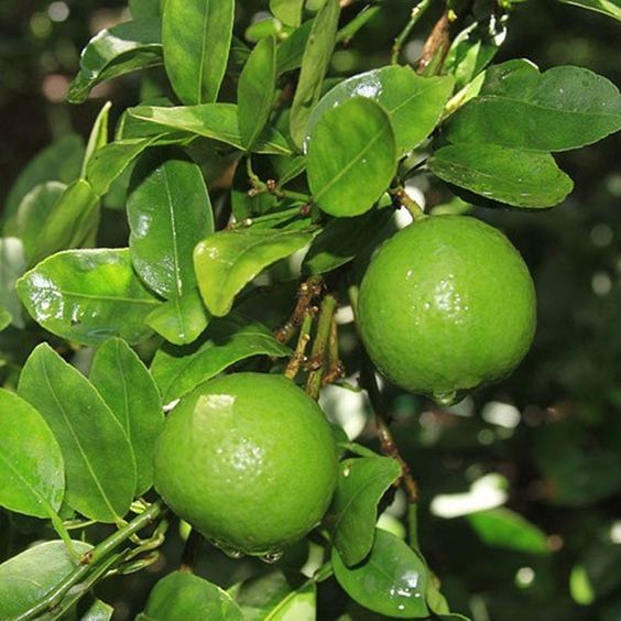 10 Jenis Tanaman Buah Dalam Pot Yang Cepat Berbuah 