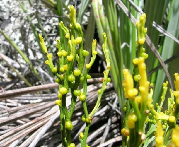 Could be medicine, these are 7 types of ferns that have many benefits