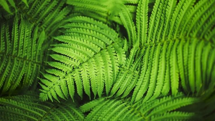 Could be medicine, these are 7 types of ferns that have many benefits