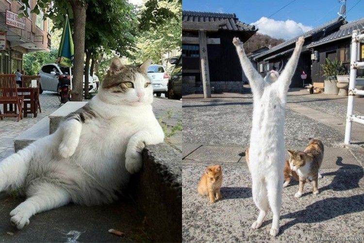 10 Kelakuan Kucing yang Meniru Manusia Ini Bikin Gemes!