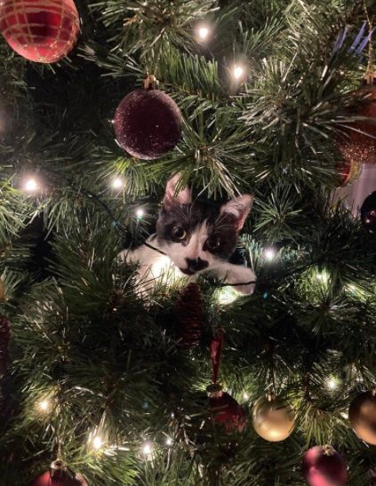 12 Kelakuan Kucing Merusak Pohon Natal ini Bikin Marah Sekaligus Gemes