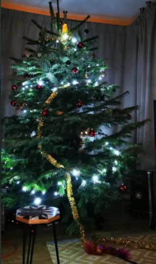 12 Kelakuan Kucing Merusak Pohon Natal ini Bikin Marah Sekaligus Gemes
