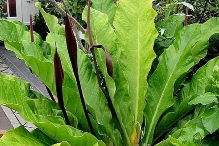 7 Jenis Tanaman Anthurium Berdaun Lebar Dan Harganya