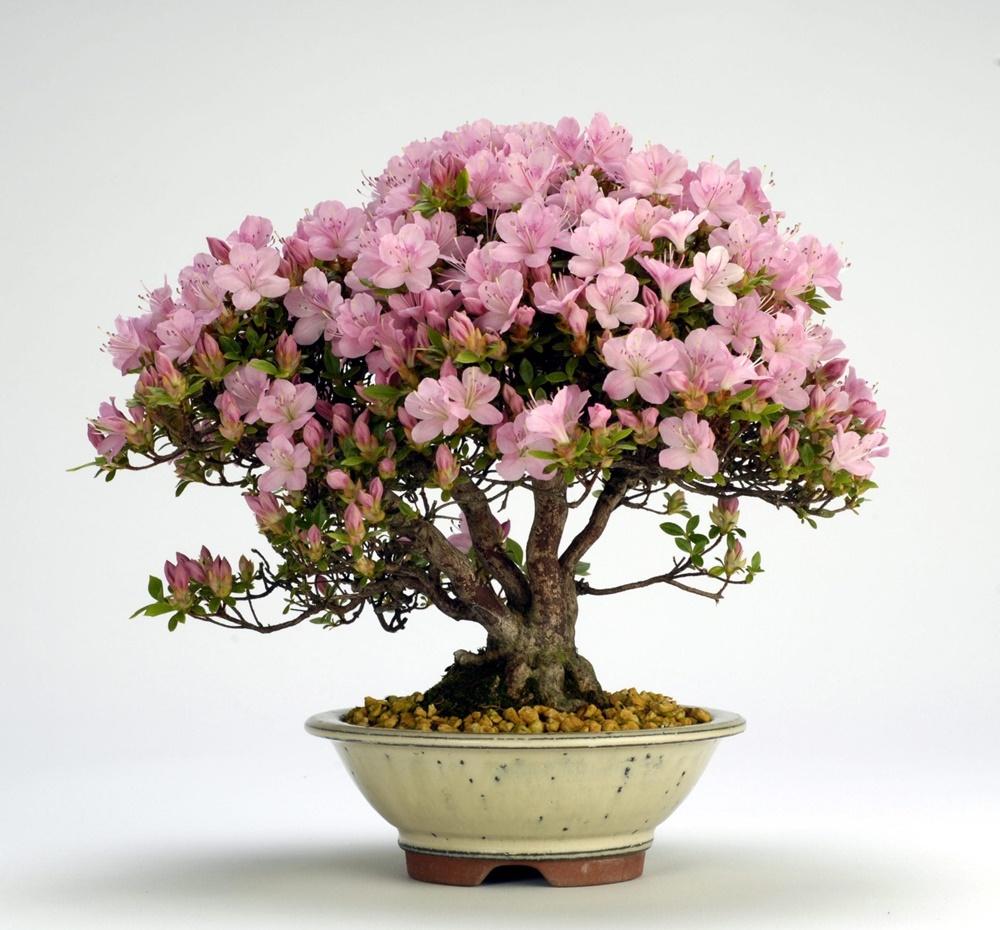 Cocok untuk Hiasan, Ini Jenis Tanaman Bonsai dan Cara Merawatnya