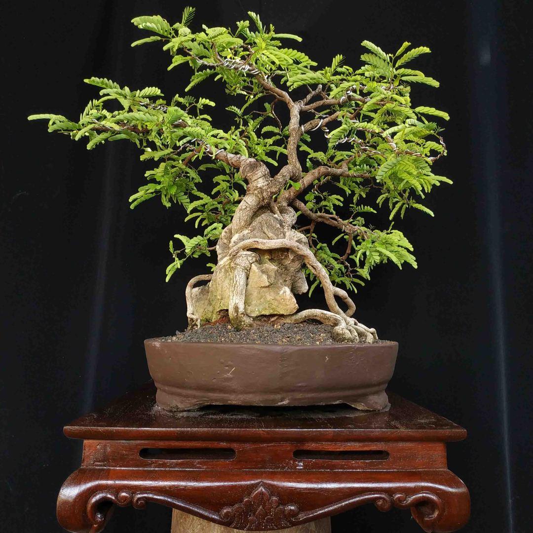 Cocok untuk Hiasan, Ini Jenis Tanaman Bonsai dan Cara Merawatnya