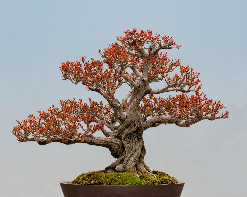 Cocok untuk Hiasan, Ini Jenis Tanaman Bonsai dan Cara Merawatnya