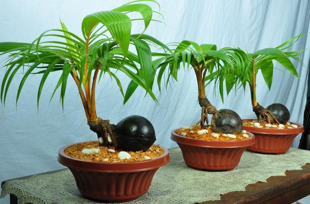 Cocok untuk Hiasan, Ini Jenis Tanaman Bonsai dan Cara Merawatnya