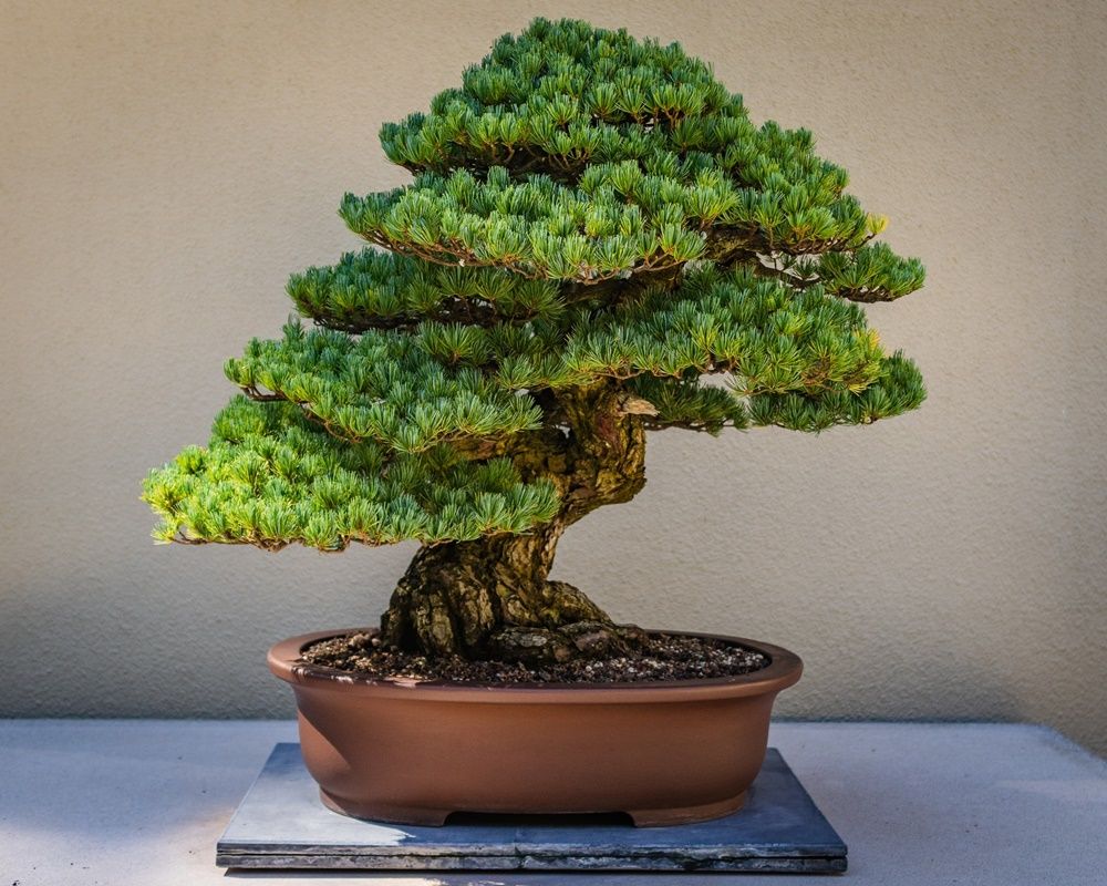 7 jenis tanaman bonsai terbaik dan cara merawatnya!
