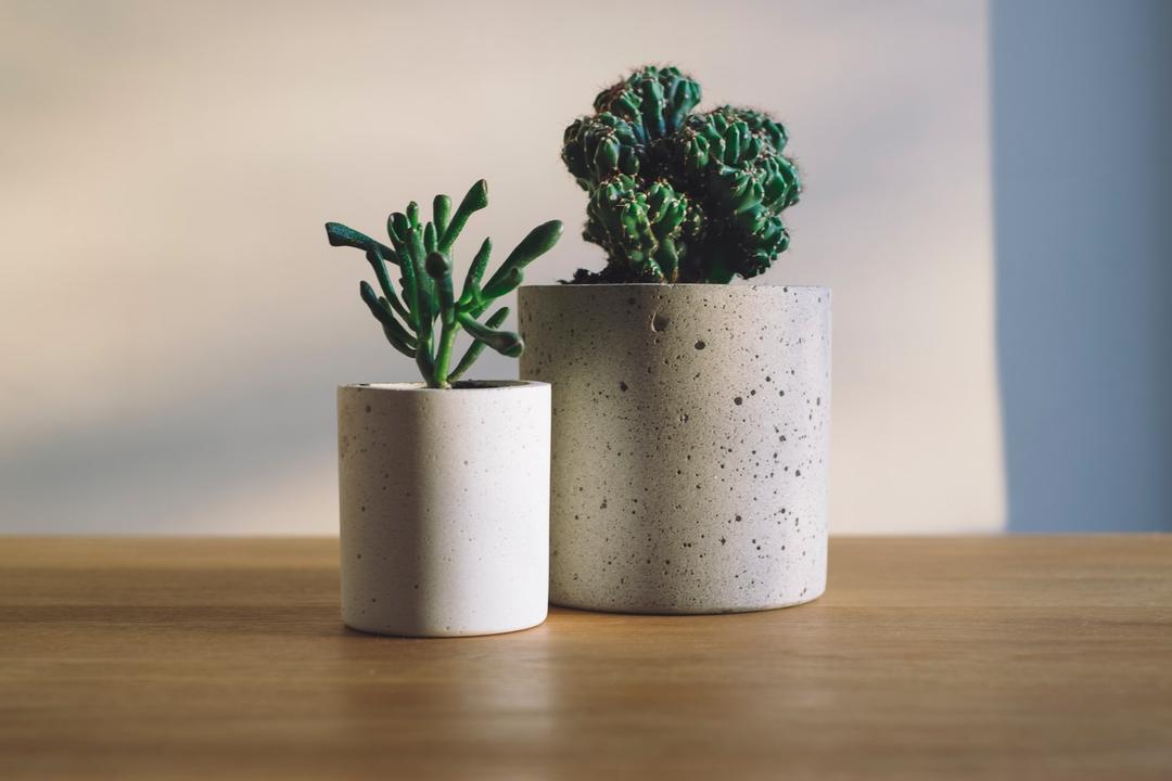 Cocok untuk Hiasan, Ini Jenis Tanaman Bonsai dan Cara Merawatnya
