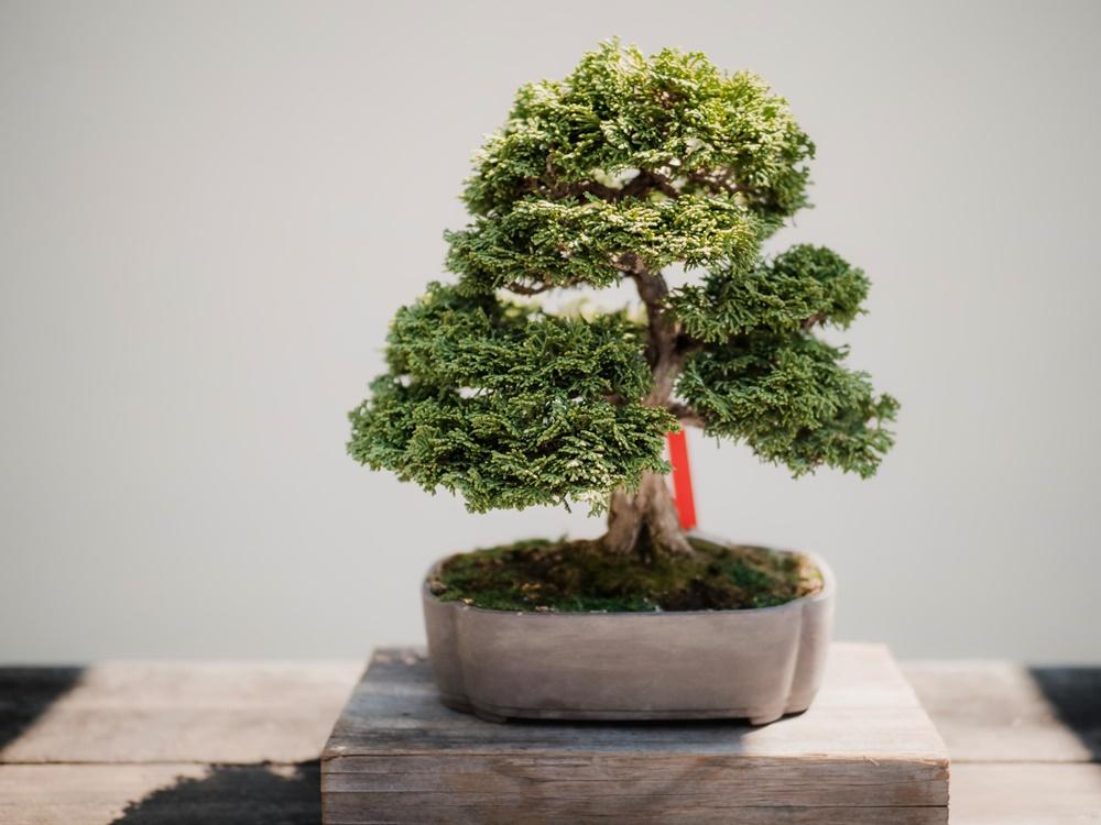 Cocok untuk Hiasan, Ini Jenis Tanaman Bonsai dan Cara Merawatnya