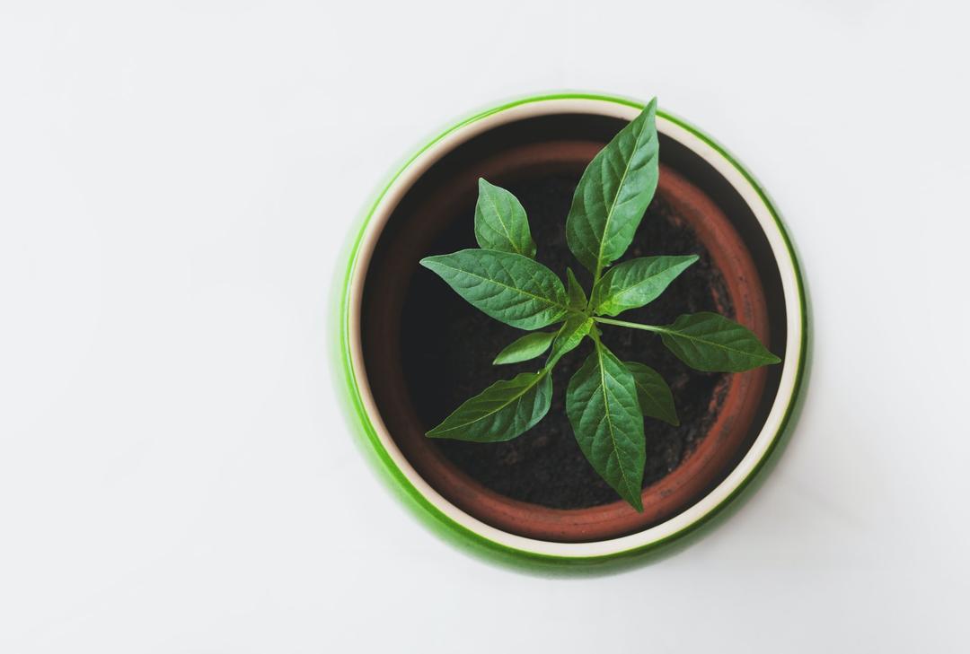 Cocok untuk Hiasan, Ini Jenis Tanaman Bonsai dan Cara Merawatnya