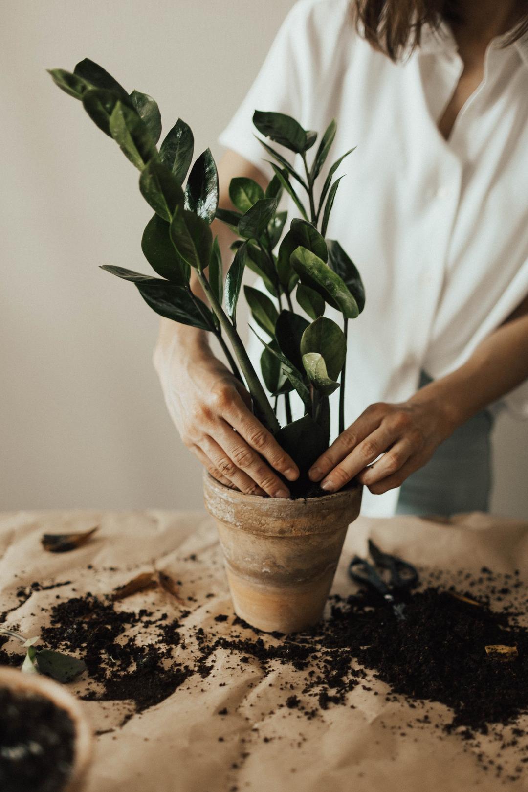 Cocok untuk Hiasan, Ini Jenis Tanaman Bonsai dan Cara Merawatnya