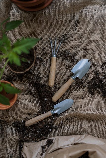 Cara Menanam Sayuran Organik di Rumah Bagi Kamu Para Pemula