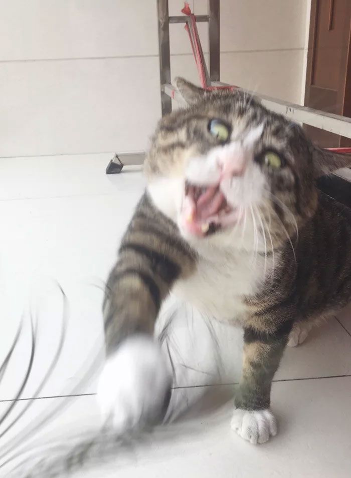 11 Reaksi Kucing Lebay Ini Pas Banget Buat Meme
