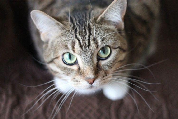 11 Bahasa Tubuh Kucing yang Menandakan Ia Menyukaimu