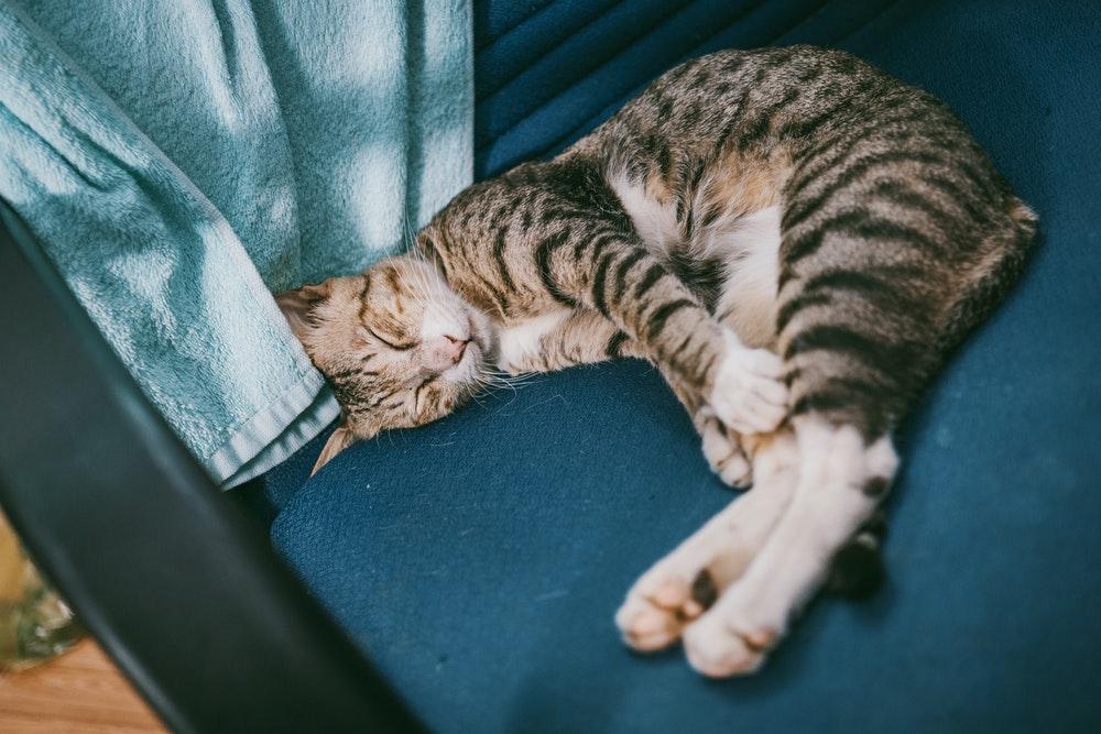 11 Bahasa Tubuh Kucing Ini Menandakan Ia Menyukaimu