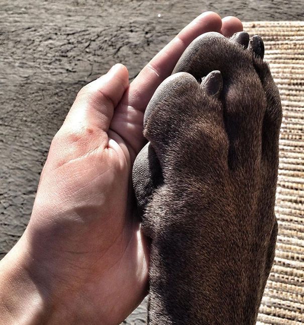 Kocak Banget, 12 Foto Bukti Kalau Anjing Bisa Lebih Besar dari Manusia