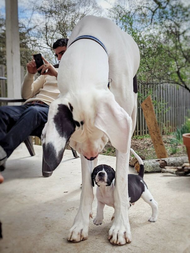 Kocak Banget, 12 Foto Bukti Kalau Anjing Bisa Lebih Besar dari Manusia