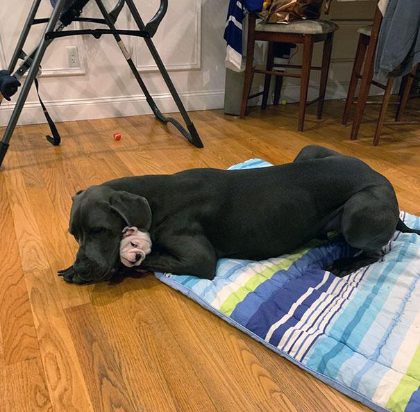 Kocak Banget, 12 Foto Bukti Kalau Anjing Bisa Lebih Besar dari Manusia