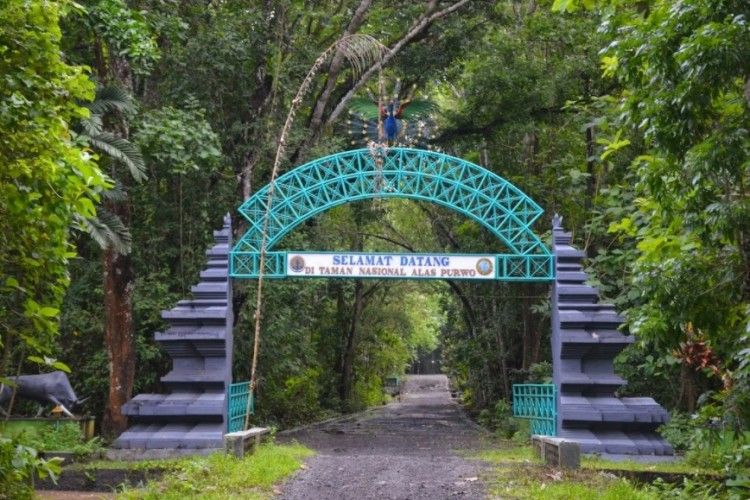 5 Kisah Mistis Alas Purwo, Hutan Tertua di Pulau Jawa