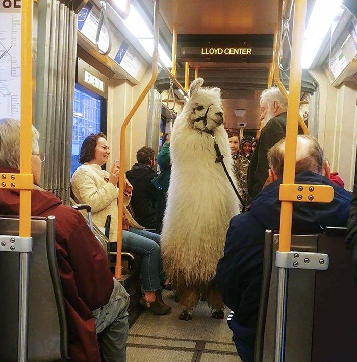 14 Photos of Animals on Public Transportation that Makes Travel Fun!