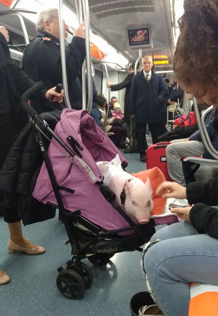 14 Photos of Animals in Public Transportation that Makes Travel Fun!