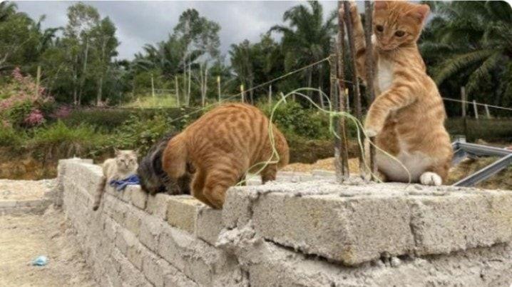 10 Potret Kerja Sama Kucing dan Tukang Bangunan