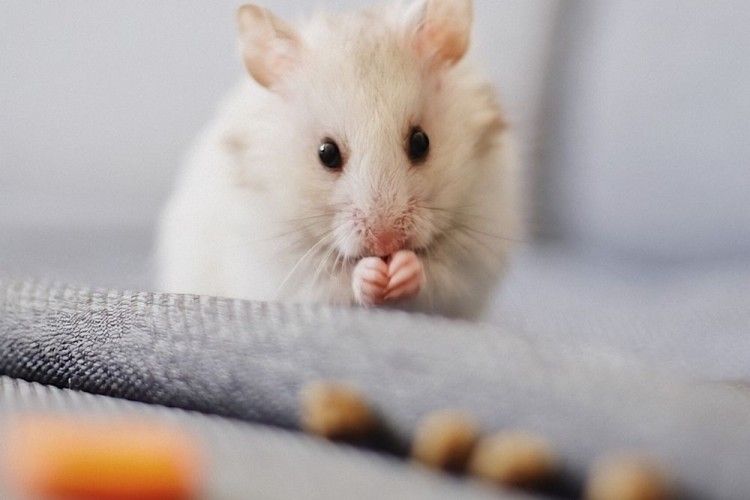 Usir Tikus dengan 7 Racun Harga Terjangkau Tapi Dijamin Ampuh!