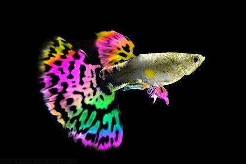 Memesona, Ini 7 Jenis Ikan Aquascape yang Super Cantik