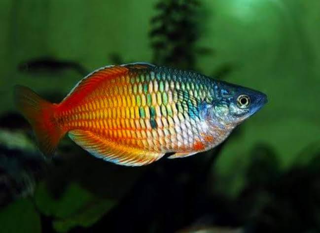 Memesona, Ini 7 Jenis Ikan Aquascape yang Super Cantik